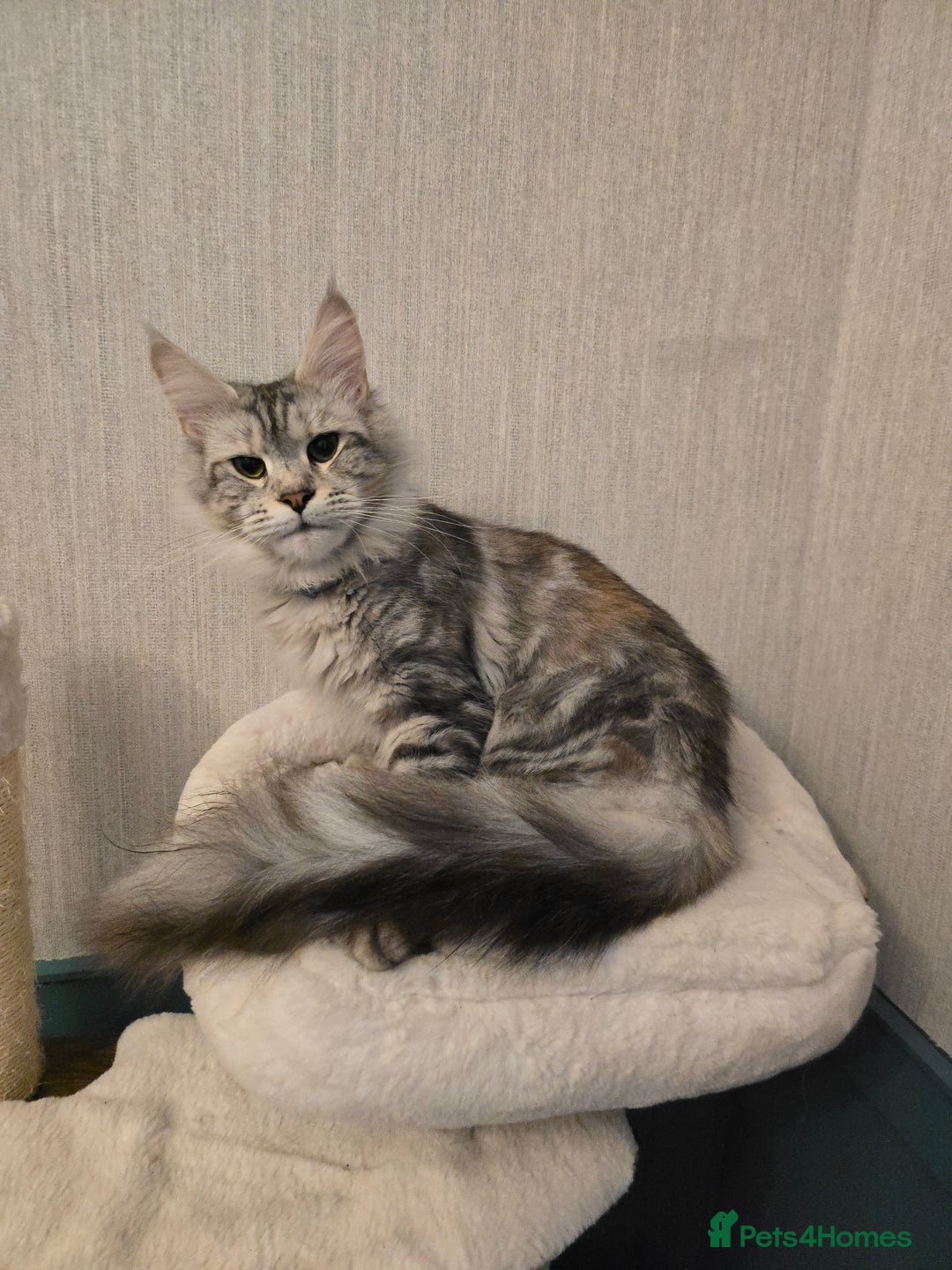 Maine Coon cats for sale: Maine Coon Black Silver Russian Lines - Image 20