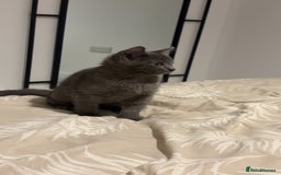 Mixed Breed cats for sale: Daisy  - Image 5