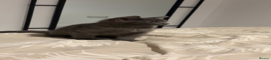 Mixed Breed Kitten 1