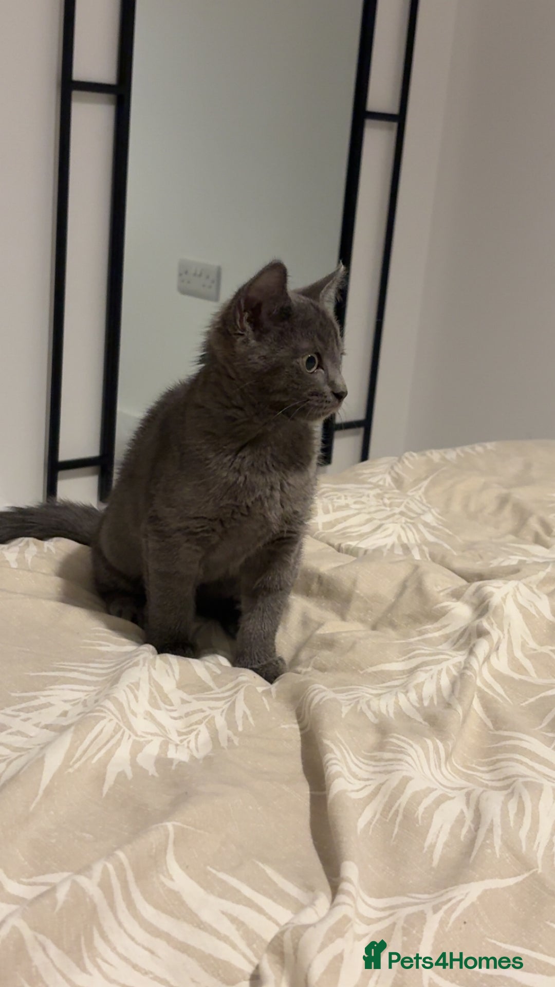 Mixed Breed cats for sale: Daisy  - Image 5