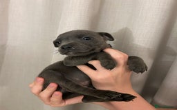 Staffordshire Bull Terrier dogs for sale: Stunning pure blue staffies - Image 28