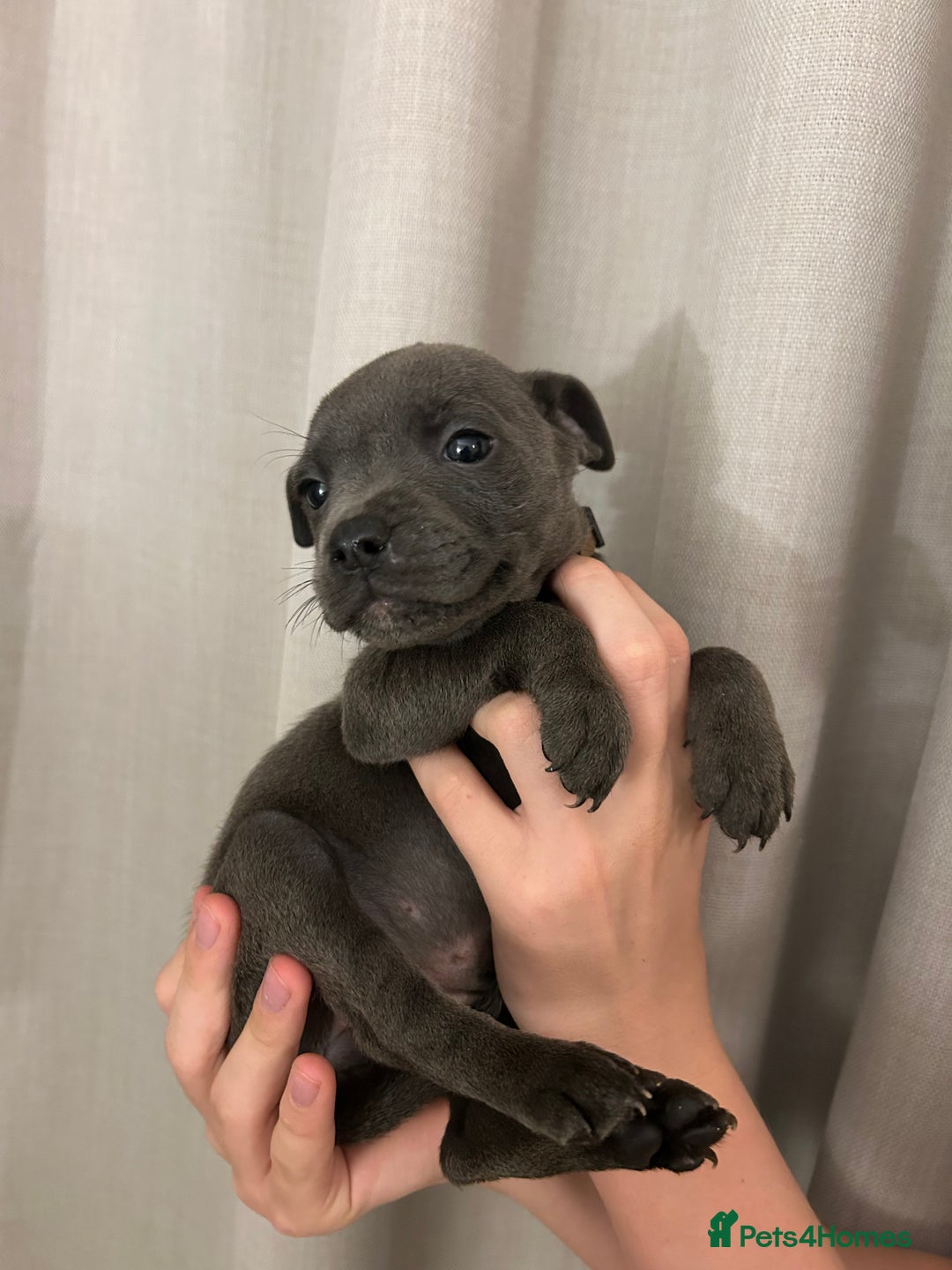 Staffordshire Bull Terrier dogs for sale: Stunning pure blue staffies - Image 28