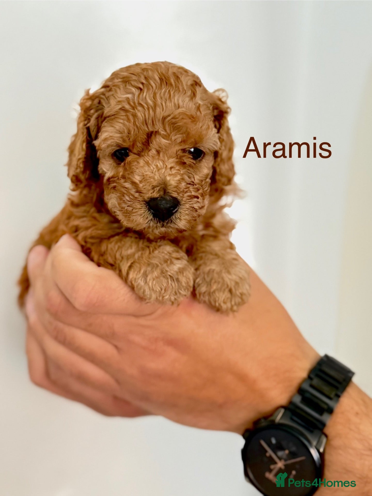 Toy Poodle dogs KC registered/5GEN Pedigree/Champion line/DNAclear - Advert 2