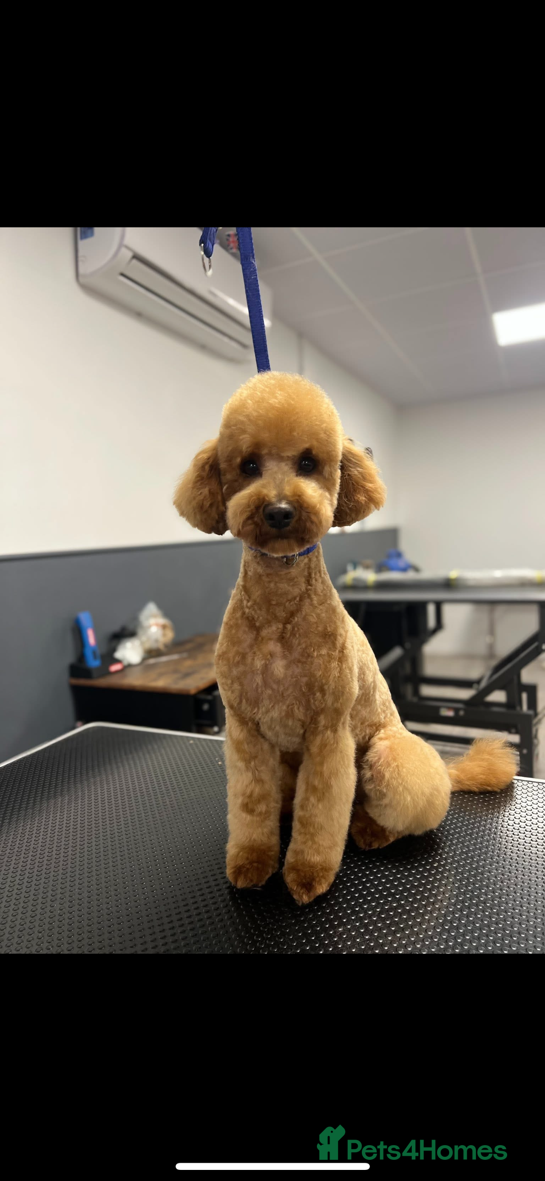 Cockapoo dogs for sale: Beautiful tri cockerpoos  - Image 17