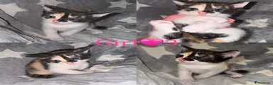 Mixed Breed Kitten 5