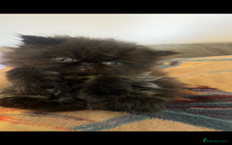 Persian cats for sale: Stunning Black Smoke GCCF Active ** Persians - Image 4