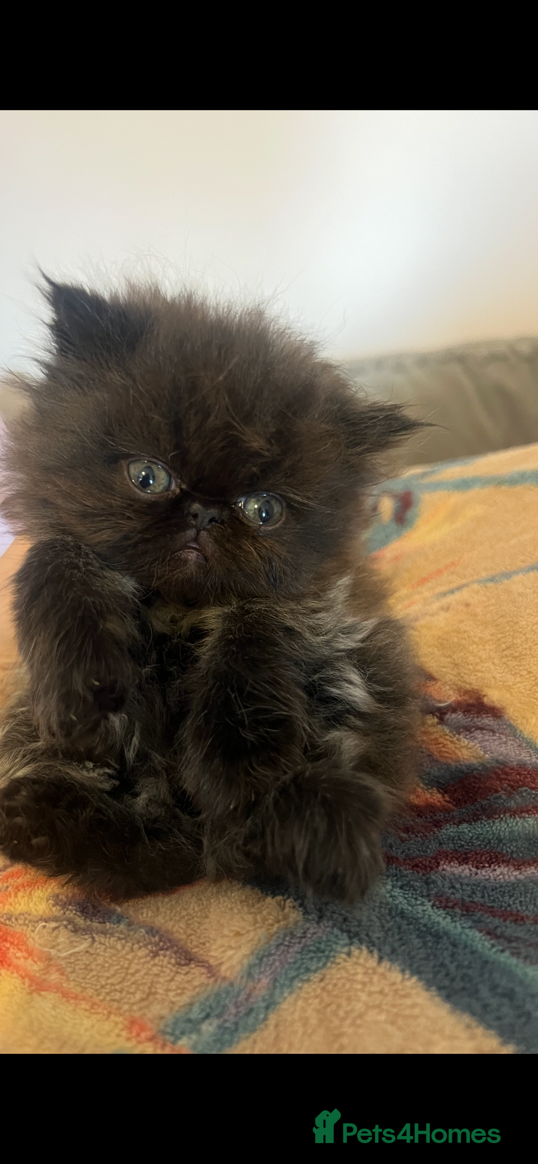 Persian cats for sale: Stunning Black Smoke GCCF Active ** Persians - Image 4