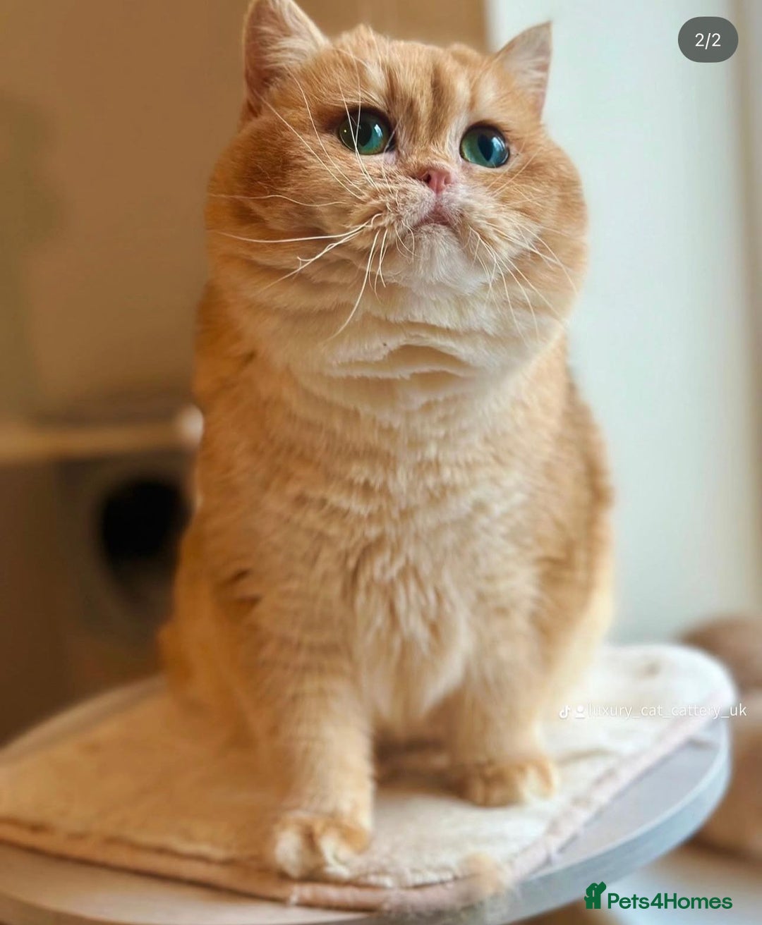 British Shorthair cats for sale: Ready 2 lovely girls AY12 and NY12 / Corin - Image 15