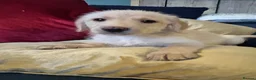 Labradoodle dogs for sale: Toy Labradoodle Puppies - Ready Now!  - Advert 16