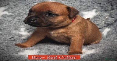 Staffordshire Bull Terrier dogs - Advert 11