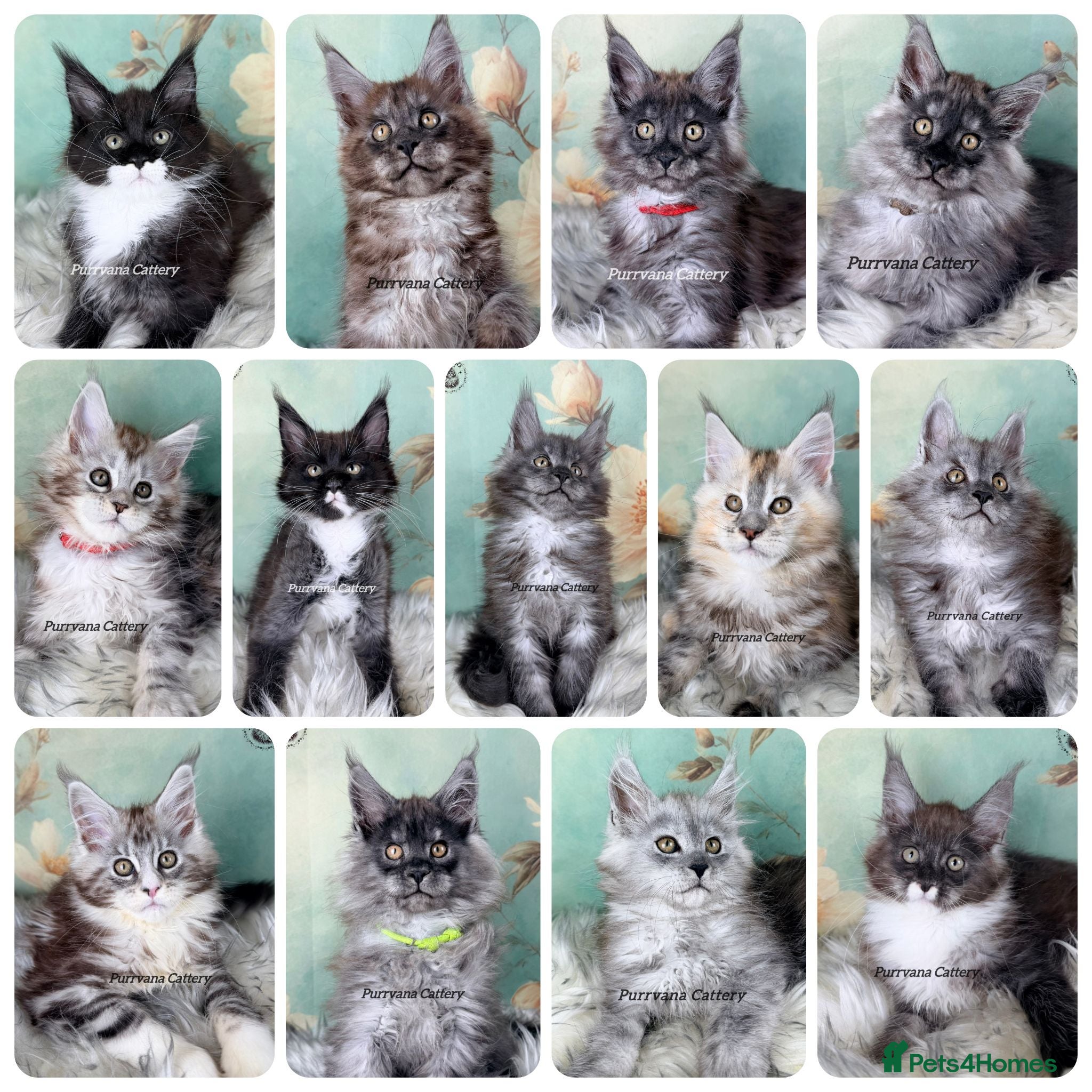 Maine Coon cats TICA registered adorable Maine coon kittens - Advert 1