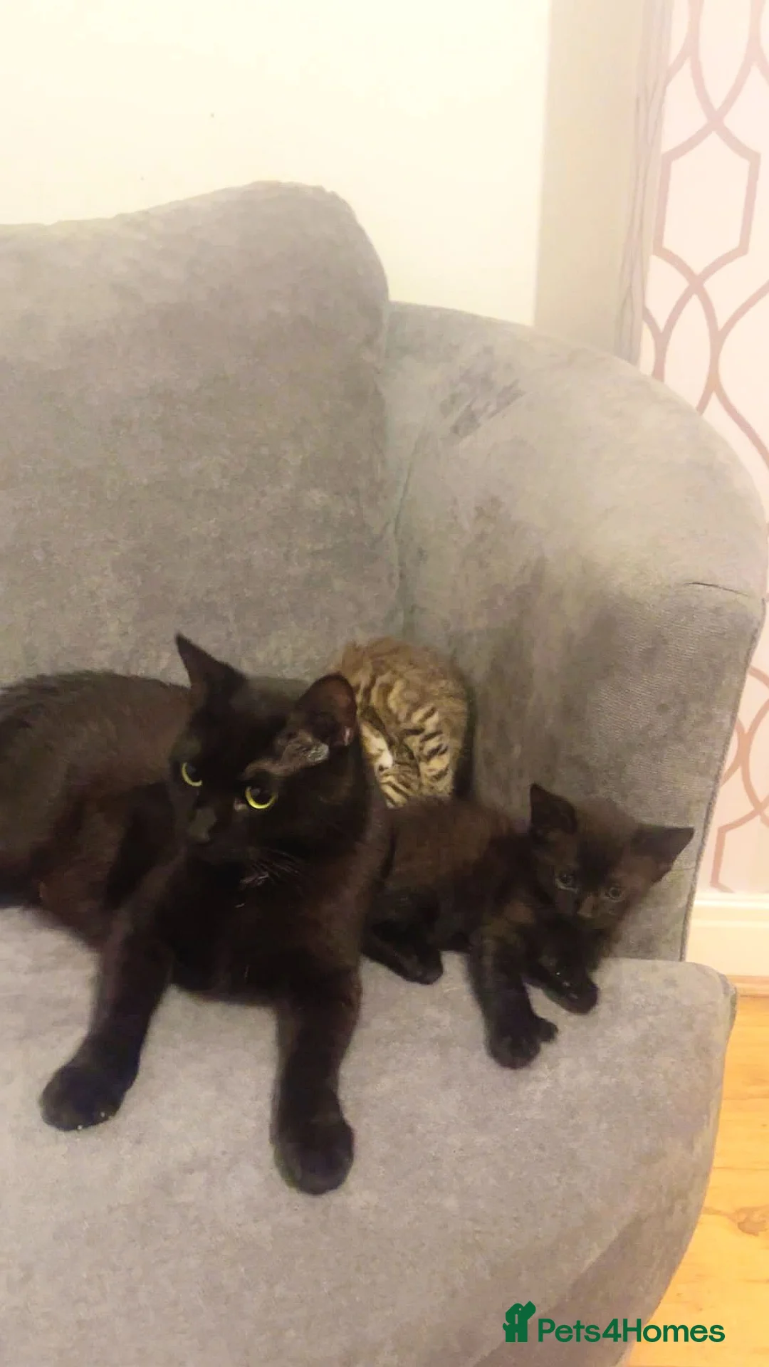 Mixed Breed cats for sale: 2 beautiful kittens: 1 black, 1 tortoiseshell - Advert 7