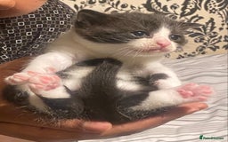 British Shorthair cats for sale: Beautiful BSH and Tuxedo cat mix litter for sale - Image 4