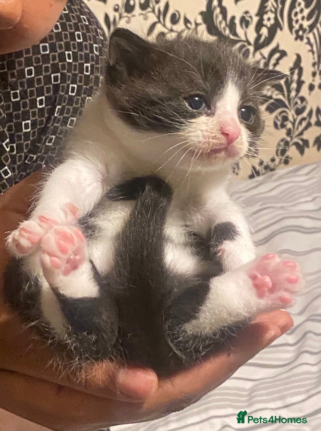British Shorthair cats for sale: Beautiful BSH and Tuxedo cat mix litter for sale - Image 4