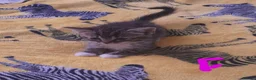 Mixed Breed cats for sale: Five gorgeous kittens  - Advert 27