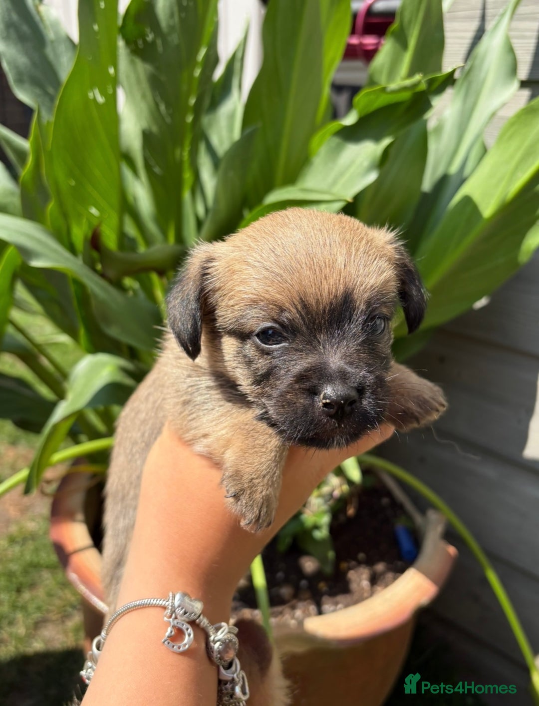 Jack Russell dogs for sale: Stunning Jack Russell’s ready in 2 weeks  - Image 6