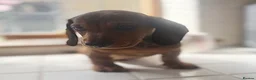 Miniature Dachshund dogs for sale: Stunning Miniature Dachshunds  - Advert 5