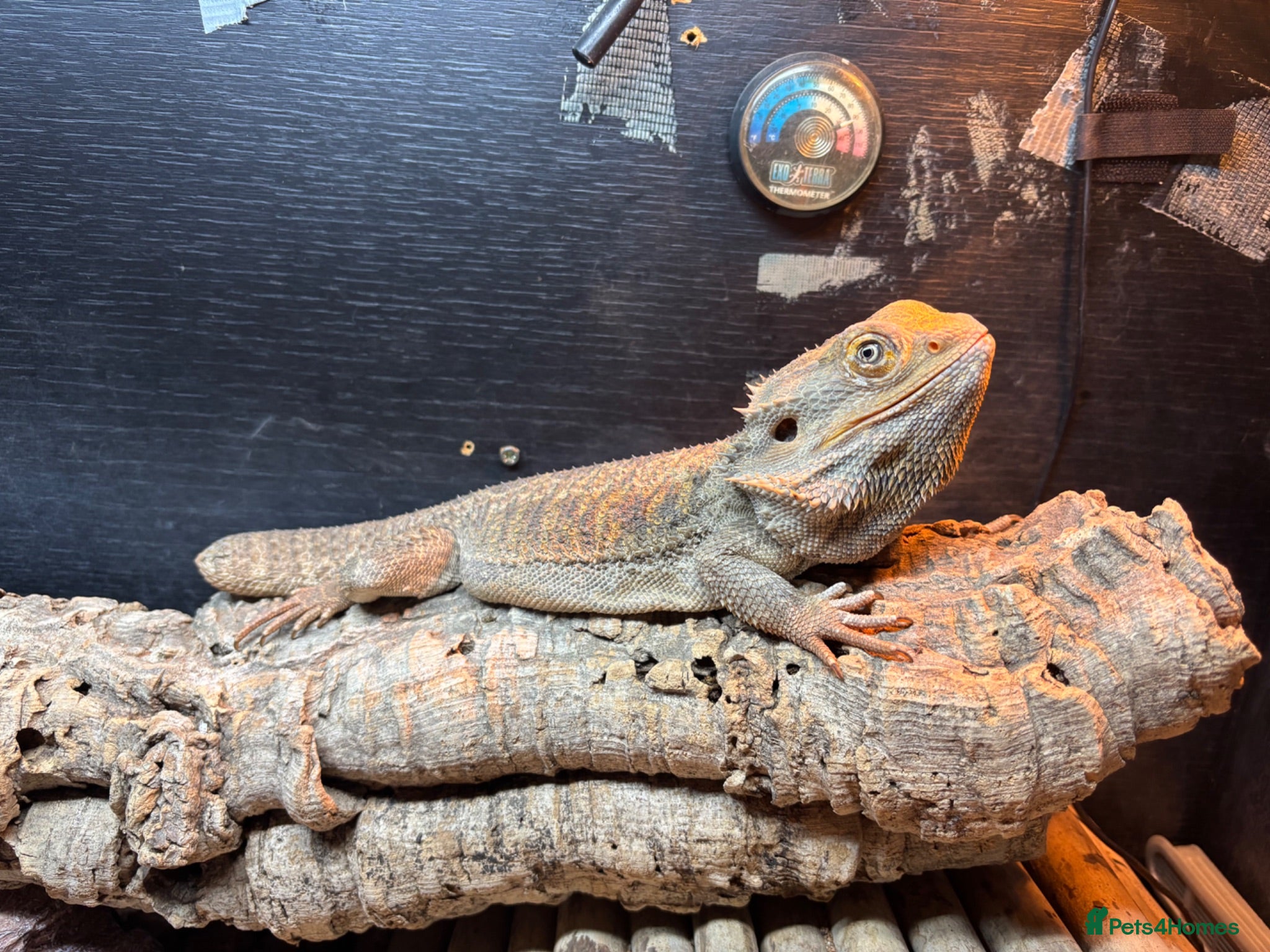 Bearded Dragon reptiles 2 year old bearded dragon with full set up - Advert 1