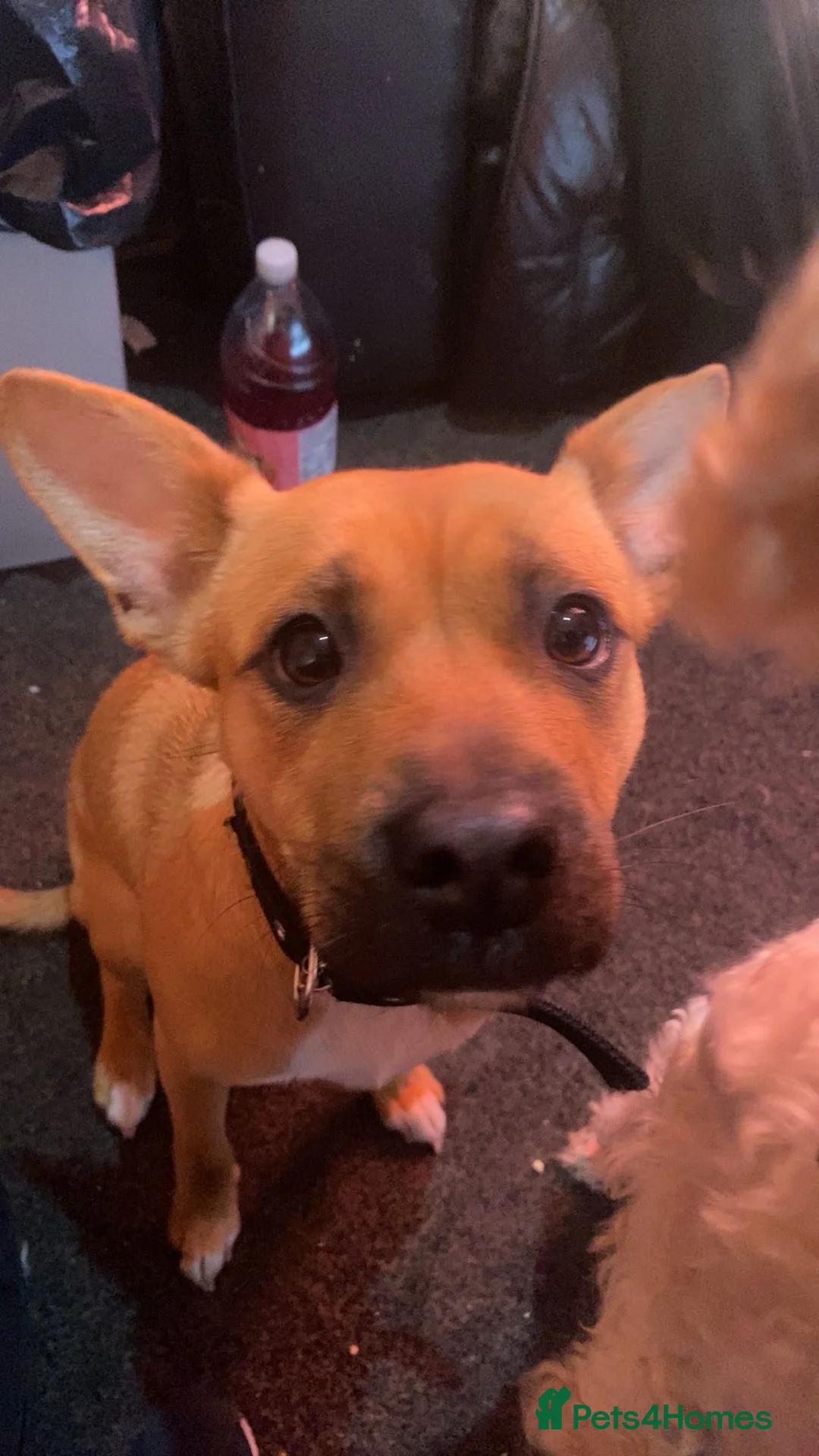 Mixed Breed dogs for sale: Looking for new home. in Ashton-under-Lyne - Advert 2