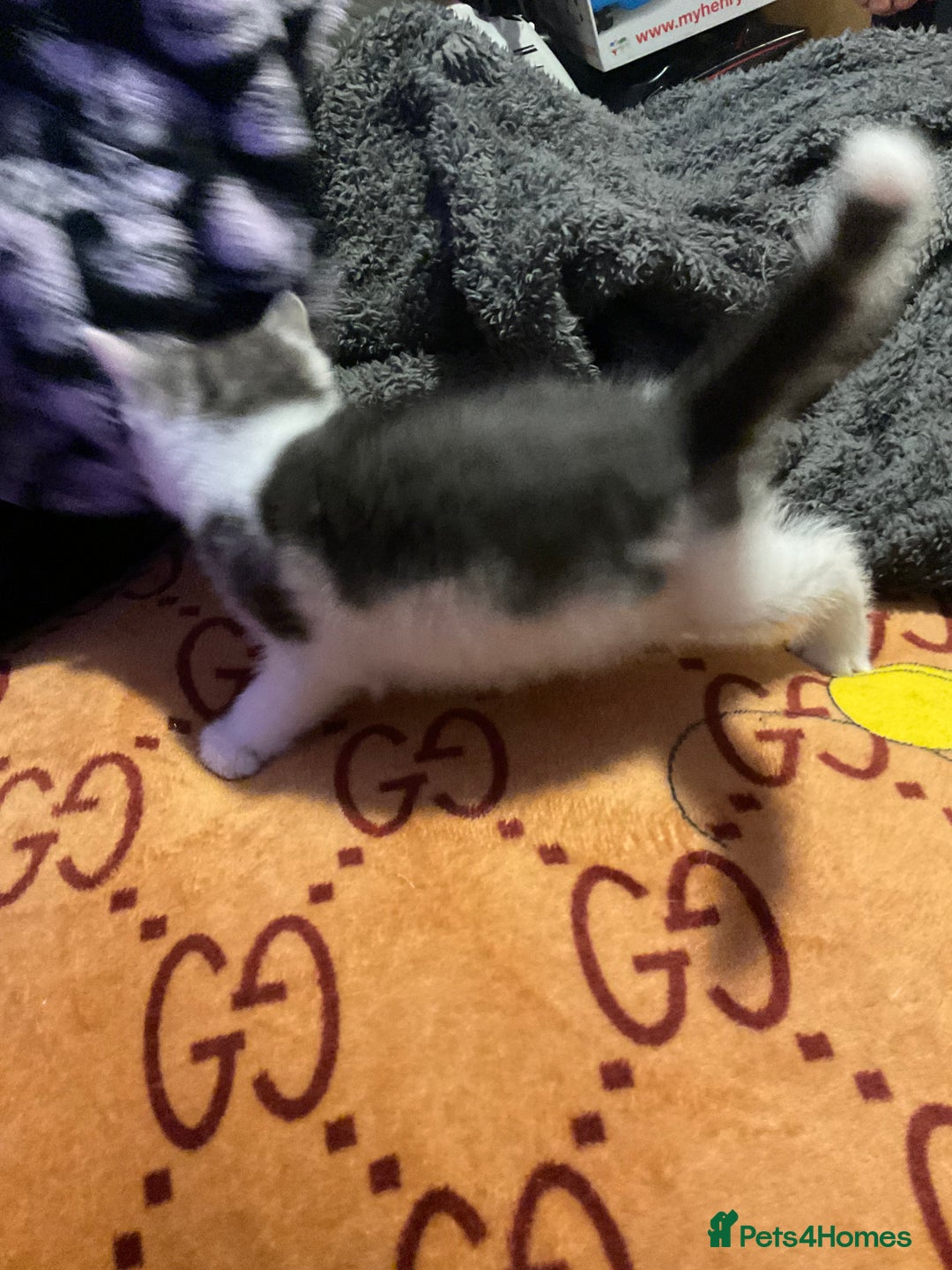Mixed Breed cats for sale: I’ve been let down and now looking for home - Image 8