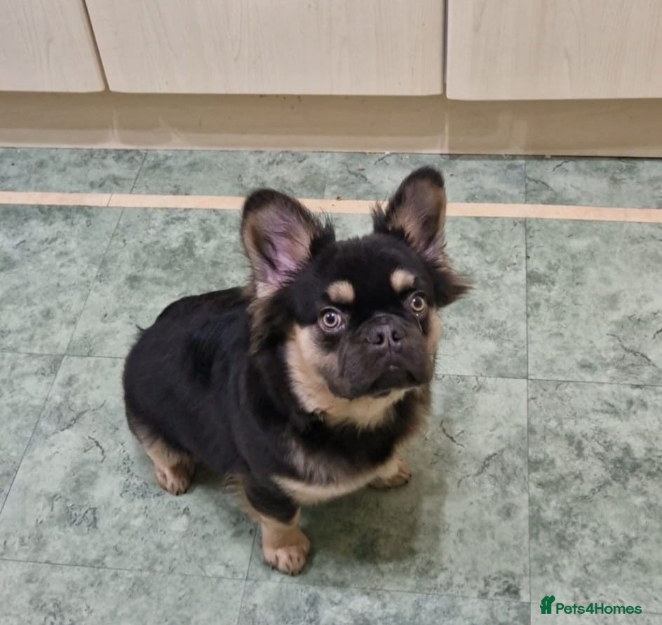 French Bulldog dogs Ms Lockett  - Advert 1