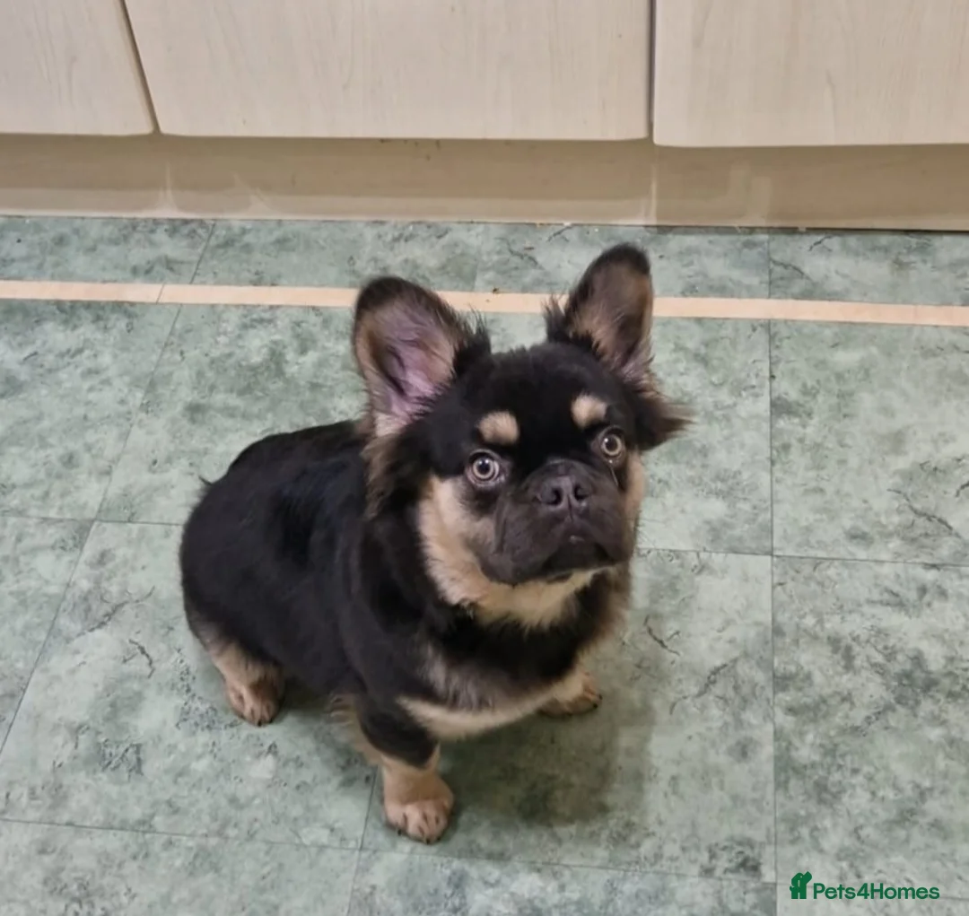 French Bulldog dogs for sale: Ms Lockett  - Advert 1