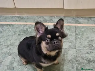 French Bulldog dogs Ms Lockett - Advert 1