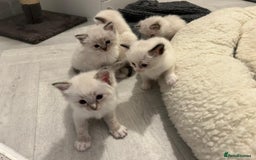 Ragdoll cats for sale: Ragdoll kittens  - Image 6