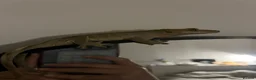Gecko reptiles for sale: Crested gecko in Harrow - Advert 4