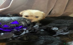 Poochon dogs for sale: READY FOR HER NEW PAW PACK  - Advert 20