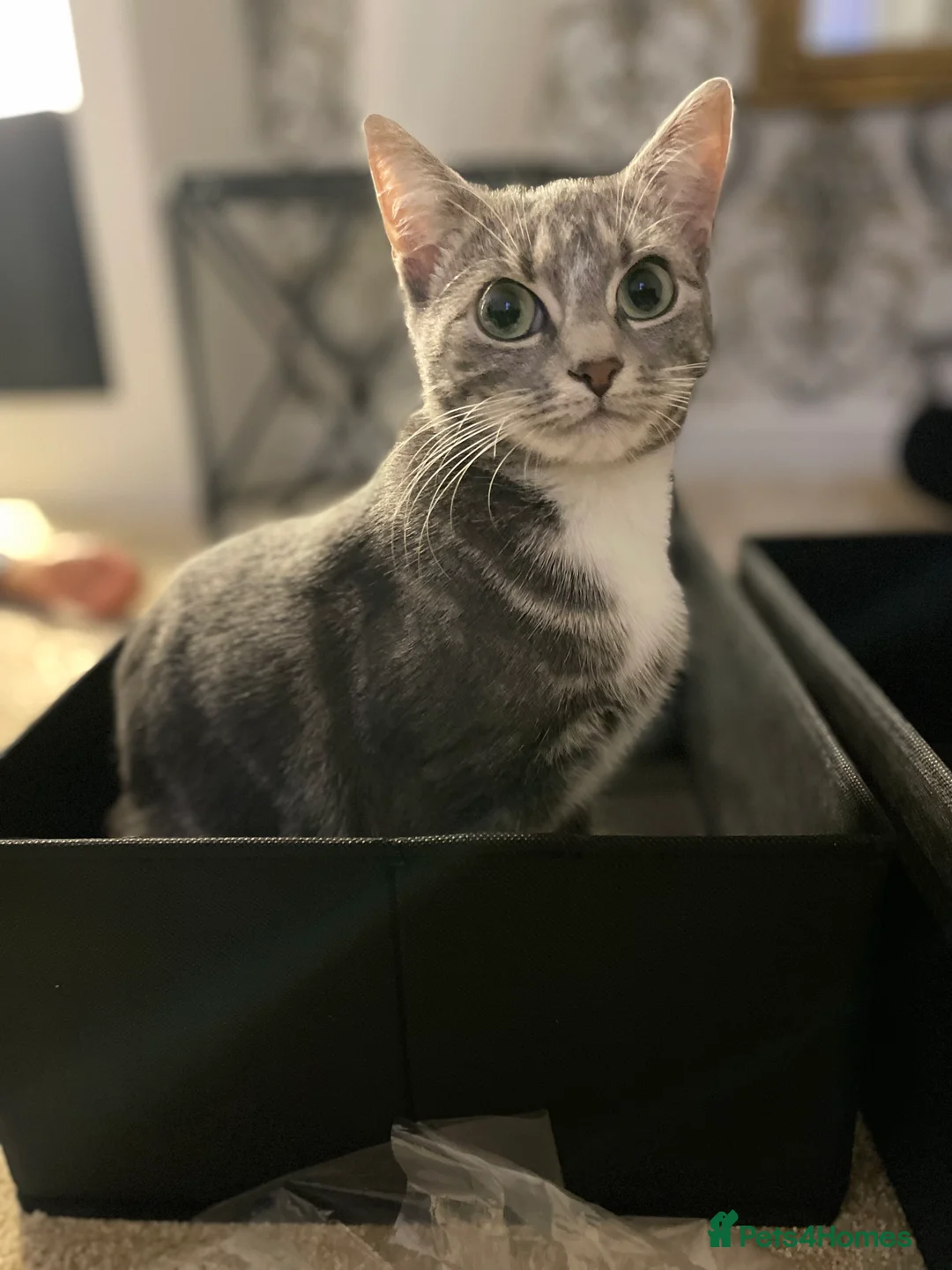 British Shorthair cats for sale: Misty is for sale - Advert 4