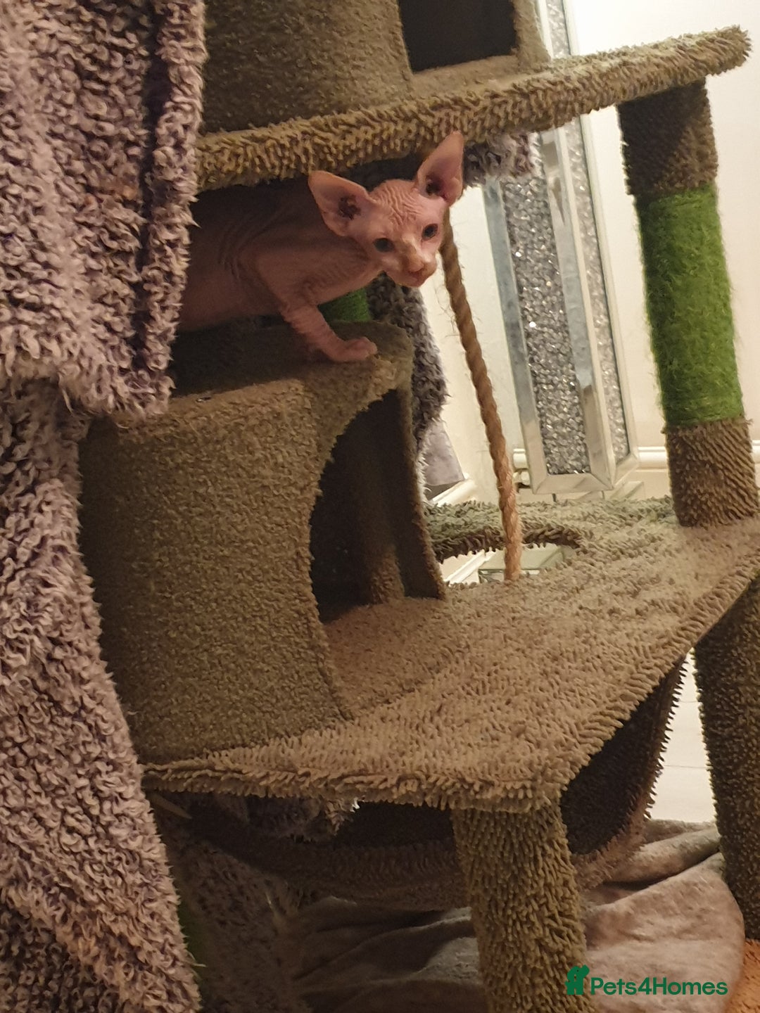 Sphynx cats for sale: 1 boy sphynx left ready for his forever home  - Advert 4