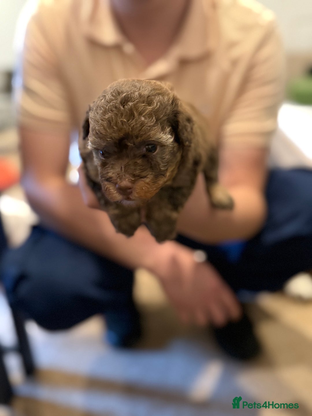 Maltipoo dogs for sale: Chocolate Maltipoos for sale - Image 7