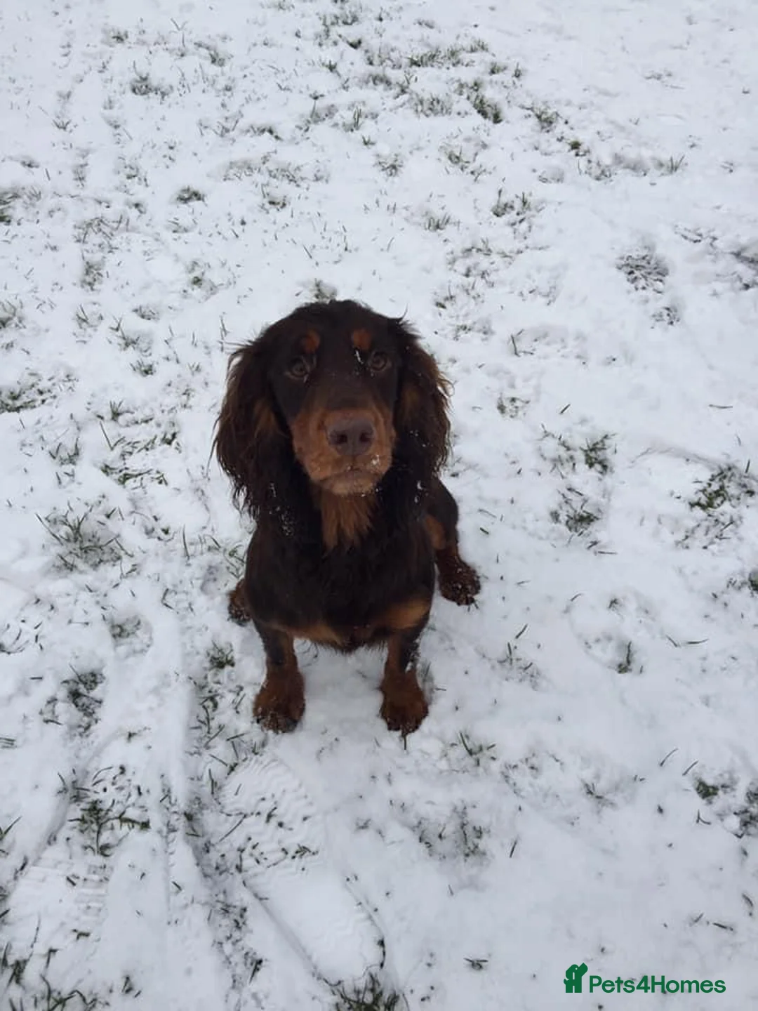 Cocker Spaniel dogs for stud: Proven Stud - Working Cocker Spaniel in Middlewich - Advert 21