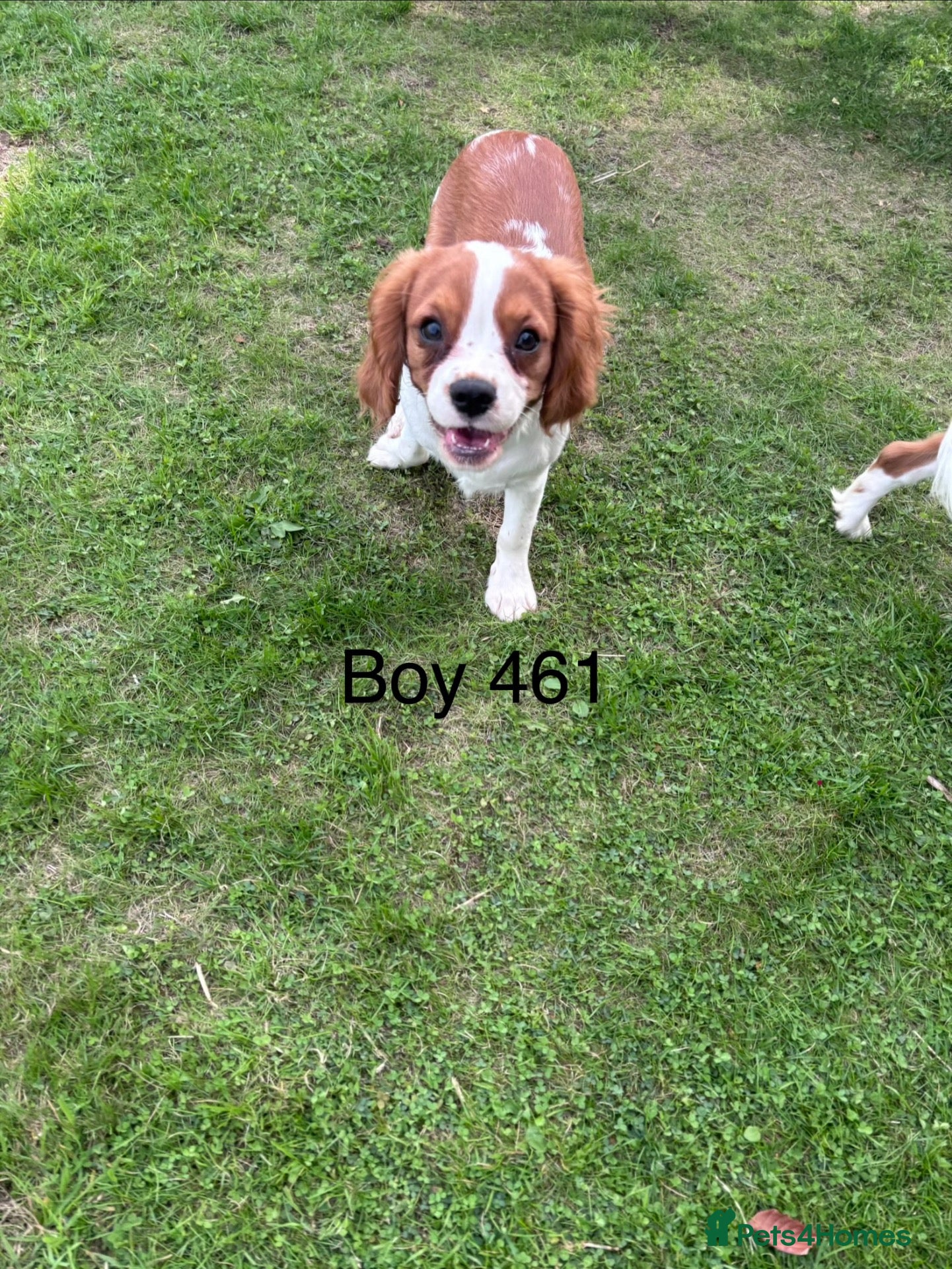 Cavalier King Charles Spaniel dogs Gorgeous chunky little puppies READY now - Advert 1
