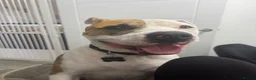 Mixed Breed dogs for sale: Staffie x Boxer - Advert 31