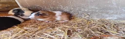 Guinea Pig rodents for sale: Baby guinea pigs  - Advert 6