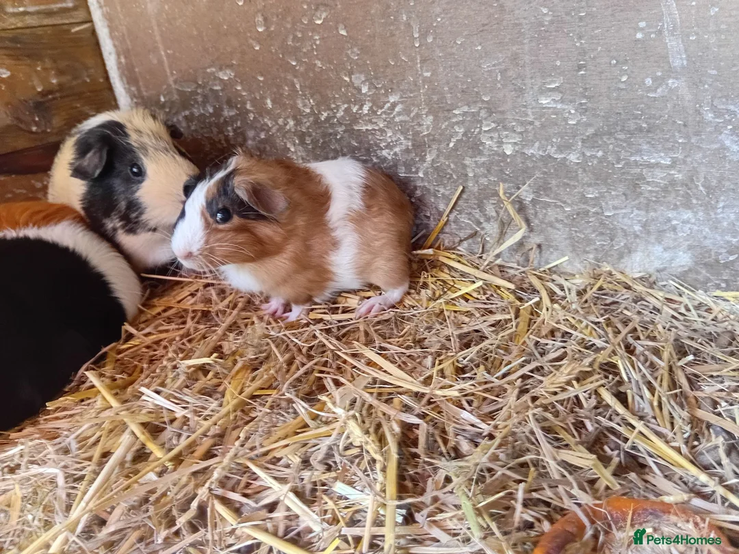 Guinea Pig rodents for sale: Baby guinea pigs  - Advert 6