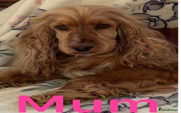 Cocker Spaniel dogs for sale: Show type cocker spaniel  - Image 9