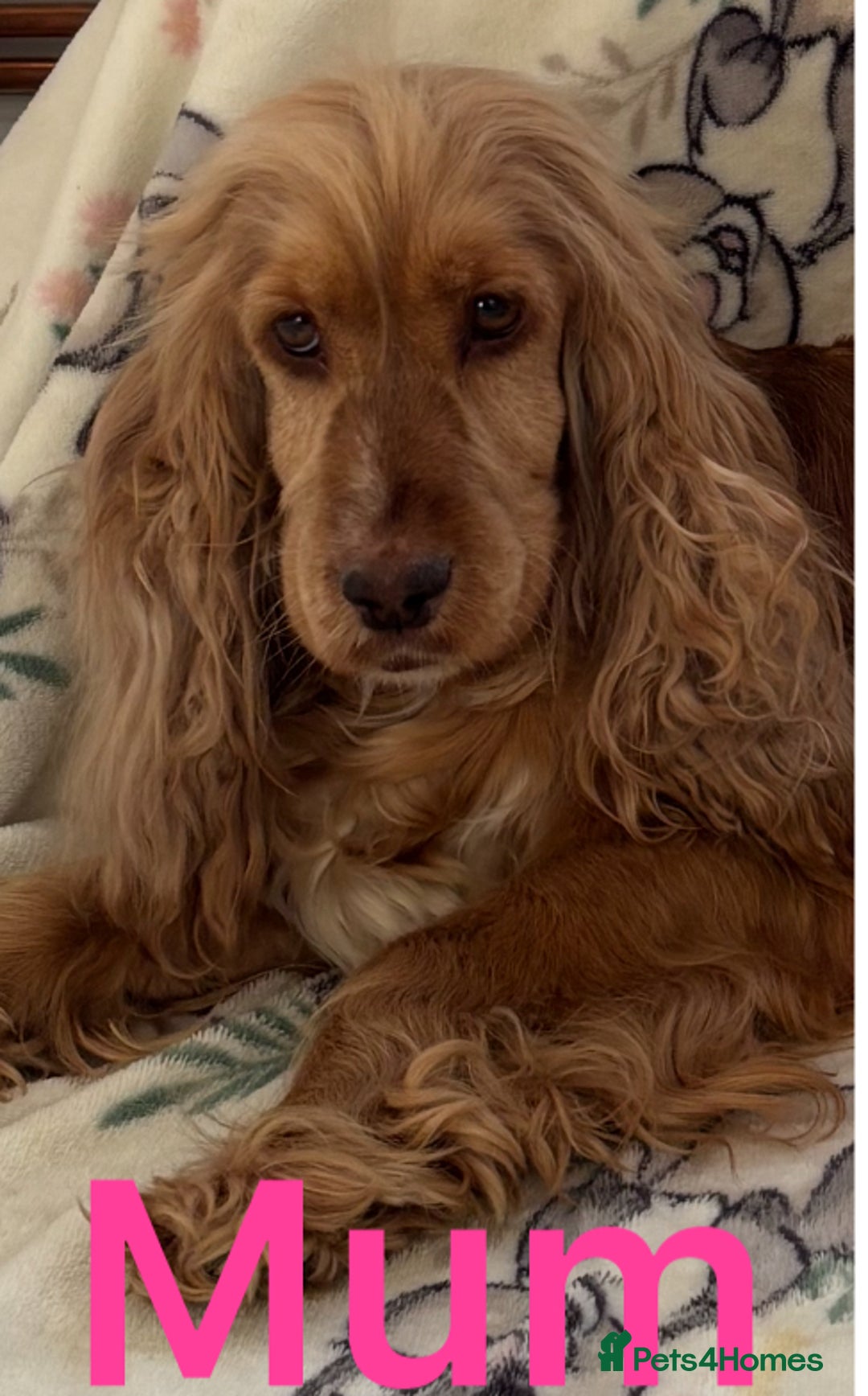 Cocker Spaniel dogs for sale: Show type cocker spaniel  - Image 9