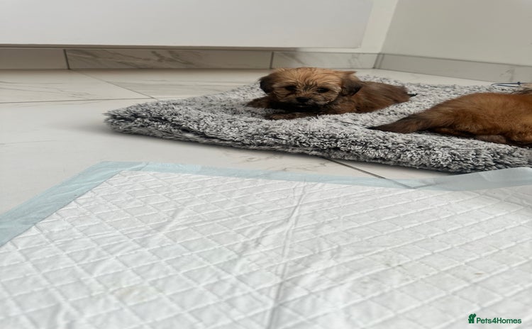 Shihpoo dogs - Advert 3