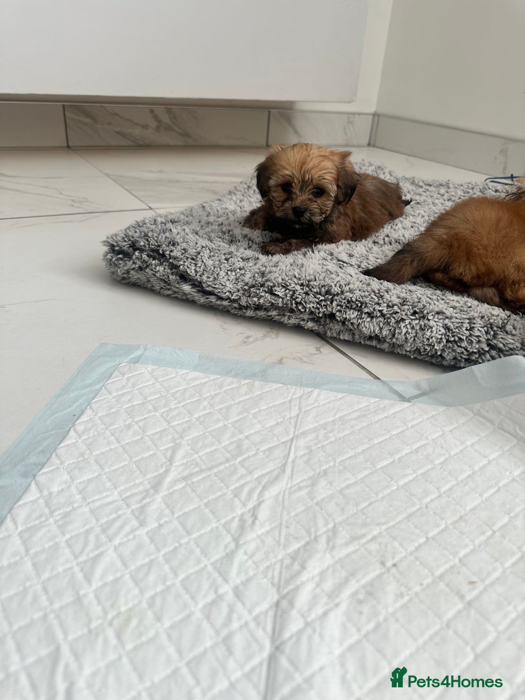Shihpoo dogs for sale: Shih-Poo Puppies  - Image 1
