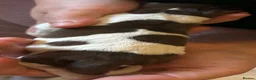 Sprocker dogs for sale: STUNNING SPROCKER PUPS - Advert 11
