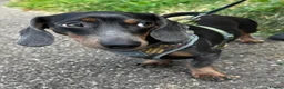Dachshund dogs for sale: Miniature dachshund  - Advert 3