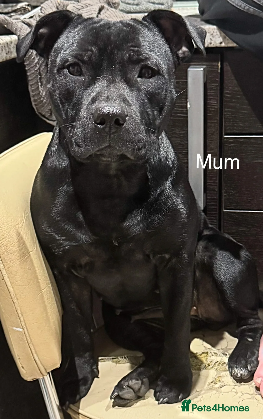 Staffordshire Bull Terrier dogs for sale: 10 kc registered staffy puppies - champion lines - Advert 3