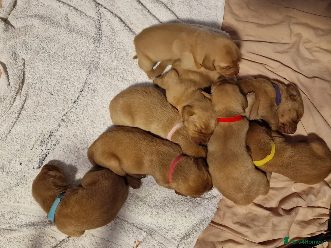 Labrador Retriever dogs for sale: Ready Now! Beautiful Red Fox Labrador Puppies - Advert 16
