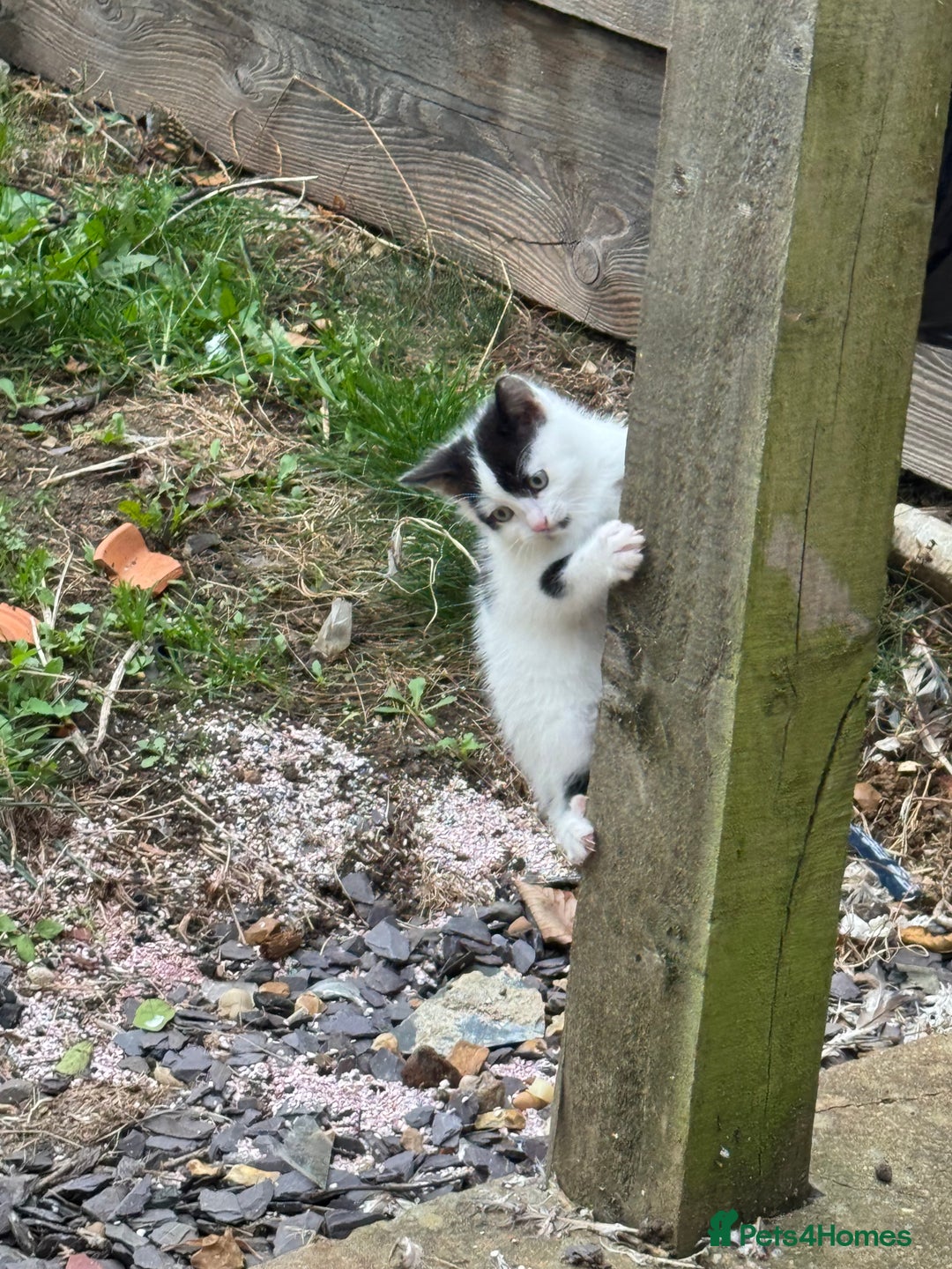 European cats for sale: Adorable Tuxedo Longhair Kittens  - Image 15
