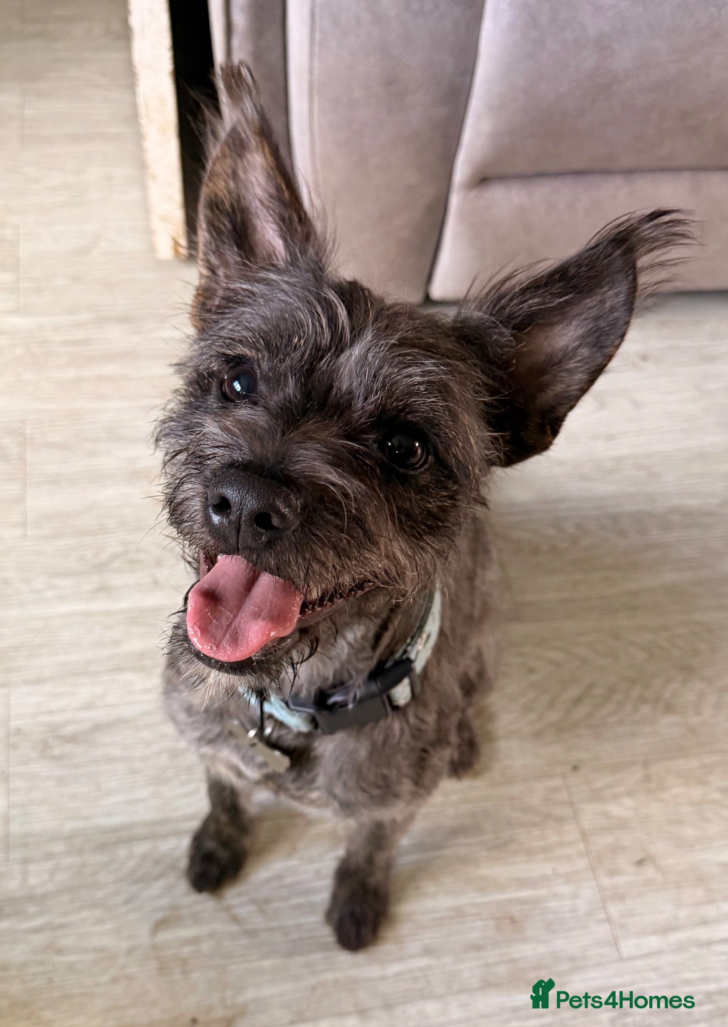 Mixed Breed dogs 🐾 Bear Looking for His Forever Home 🐾 - Advert 1