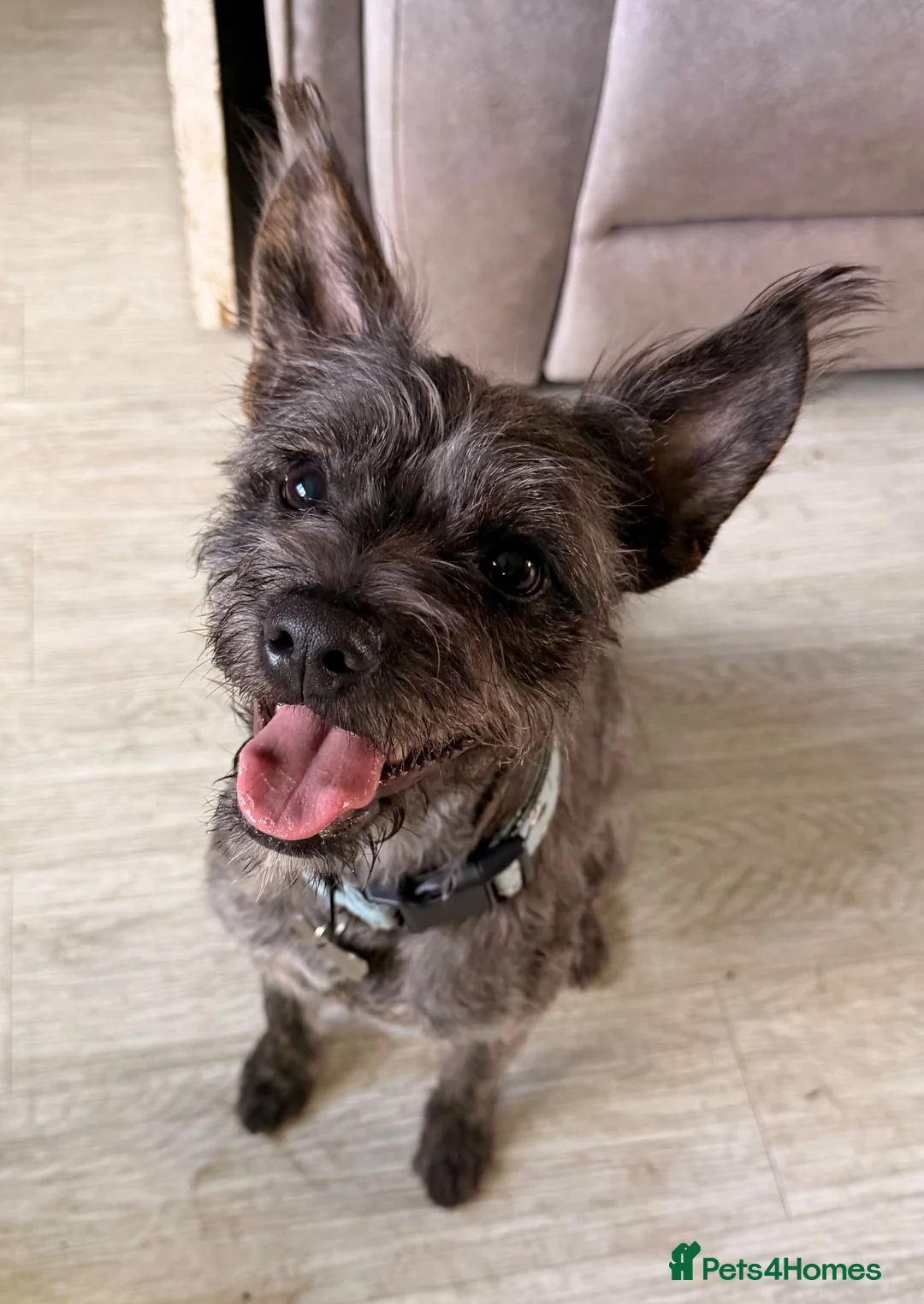 Mixed Breed dogs for sale: 🐾 Bear Looking for His Forever Home 🐾 - Advert 1
