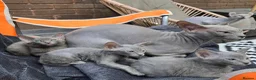 Mixed Breed cats for sale: Silver BioVelvet Males – TICA Lines Velvet Texture - Advert 23